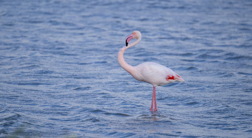 Pink flamingo looks for food in the molentargius pond in cagliari, southern sardinia