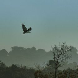 Low angle view of birds flying in sky