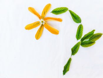 Close-up of yellow flowers over white background