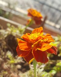 Close-up of orange hibiscus blooming outdoors