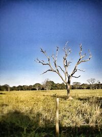 Tree on field against clear blue sky
