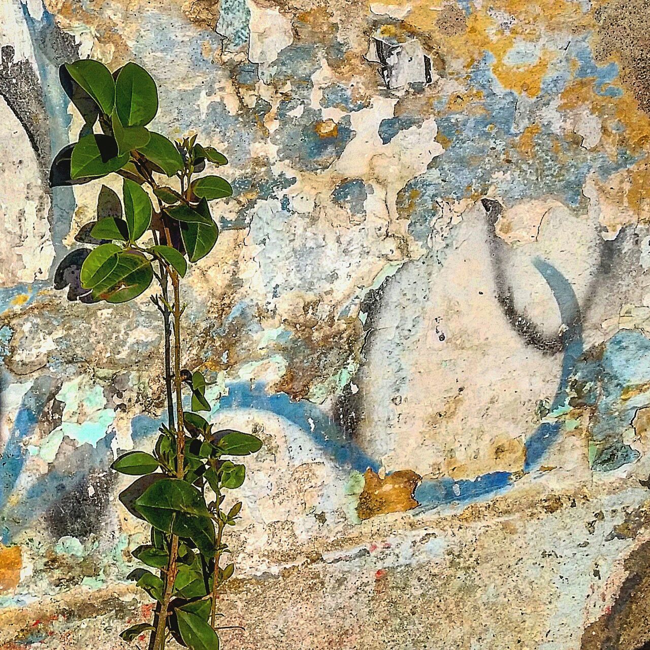 plant, wall - building feature, growth, rock - object, weathered, textured, high angle view, built structure, nature, day, outdoors, wall, no people, moss, leaf, growing, close-up, old, damaged, architecture