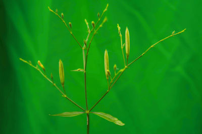 Close-up of plant growing on field