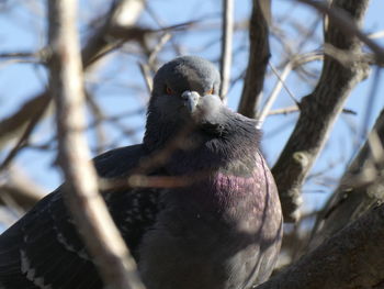 Close-up of bird perching on branch