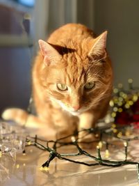 Close-up portrait of a cat