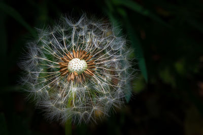 Close-up of dandelion on plant