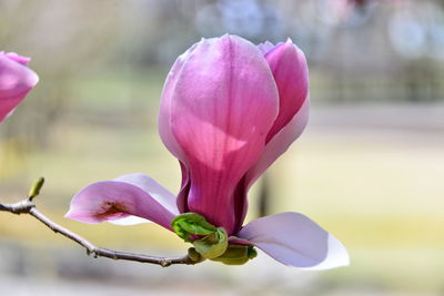 Close-up of fresh pink flowers blooming outdoors