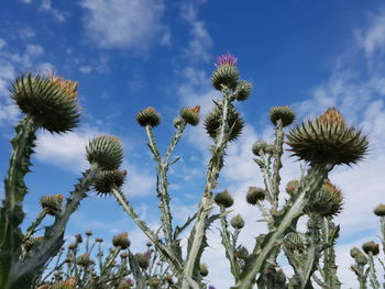 Low angle view of flowering plants against sky