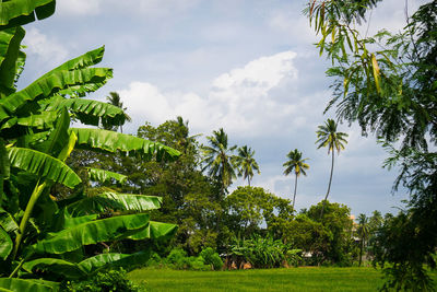 View of palm trees against sky