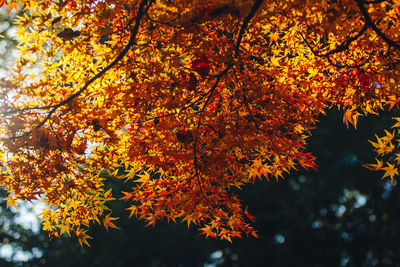 Low angle view of maple tree during autumn