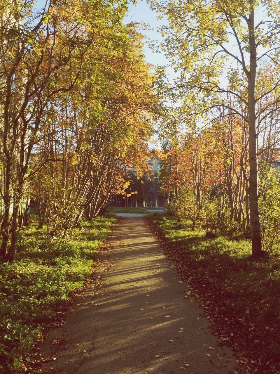 tree, the way forward, autumn, change, season, growth, tranquil scene, tranquility, diminishing perspective, tree trunk, footpath, treelined, nature, branch, beauty in nature, scenics, day, park - man made space, outdoors, green color, vanishing point, non-urban scene, empty road, sky, park