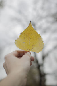 Close-up of hand holding maple leaf