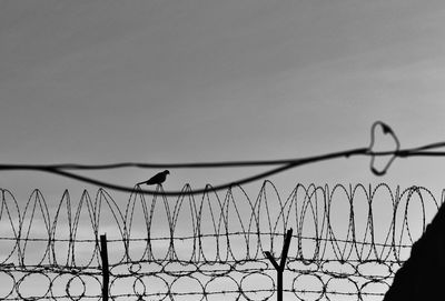 Birds flying over barbed wire against sky