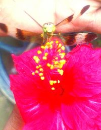 Close-up of pink flower