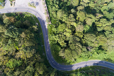 High angle view of road amidst trees