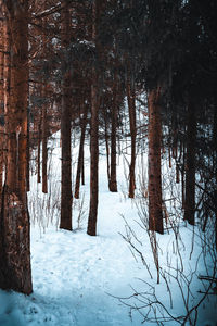 Scenic view of frozen trees in forest during winter