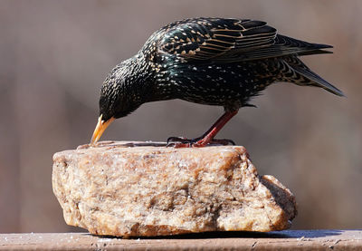 Starling finds a snack on a rock