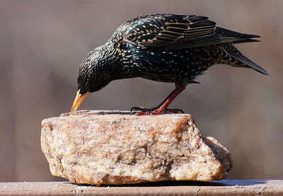 Close-up of bird perching on wood