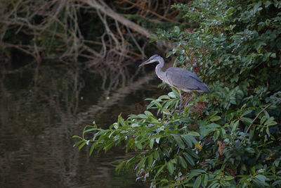 High angle view of gray heron perching on plant in forest