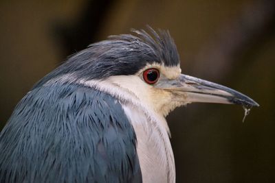 Close-up of black crowned night heron