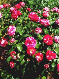 Close-up of pink rose blooming outdoors