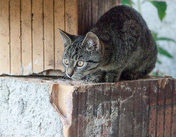 Close-up portrait of tabby cat on wood