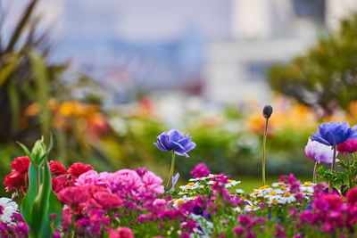 Close-up of purple flowering plants