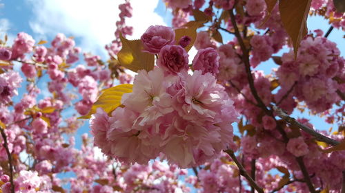 Low angle view of pink flowers blooming on tree