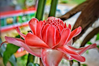 Close-up of red flower blooming outdoors