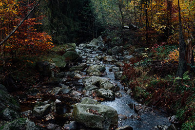 Stream flowing through rocks in forest during autumn