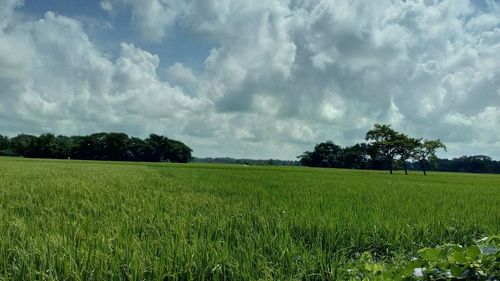 Scenic view of agricultural field against sky