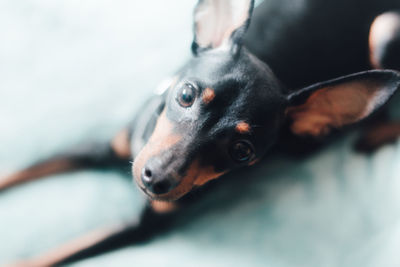 High angle portrait of dog sitting on floor