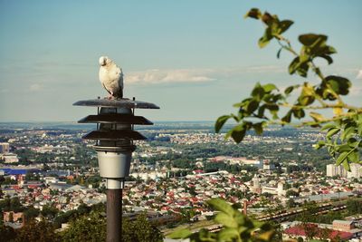 Bird perching on tree against buildings in city