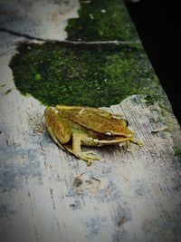 High angle view of frog on wooden table