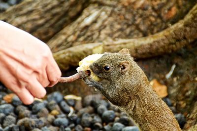 Close-up of hand feeding bird