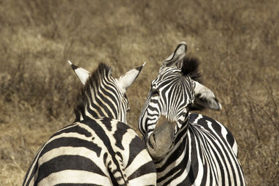 Zebra standing on grass