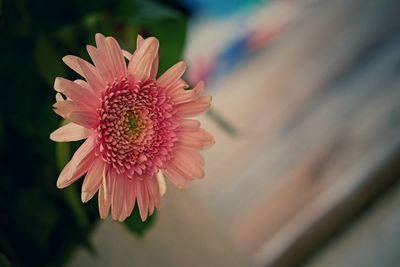 Close-up of pink flower