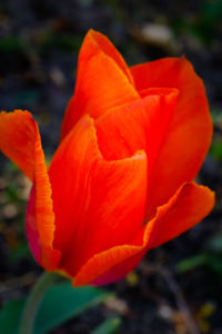 Close-up of orange rose flower