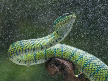 High angle view of snake