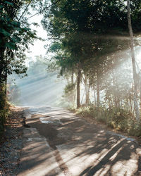 Road amidst trees in forest