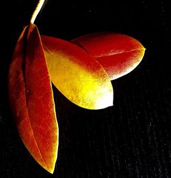 Close-up of flower over black background