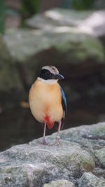 Close-up of bird perching on rock