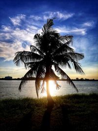 Palm tree by sea against sky