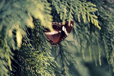 Close-up of butterfly on tree