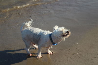 Dog walking on sand at beach