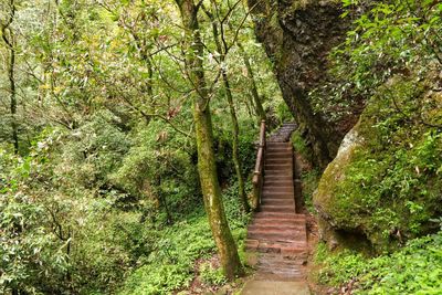 Footpath amidst trees in forest