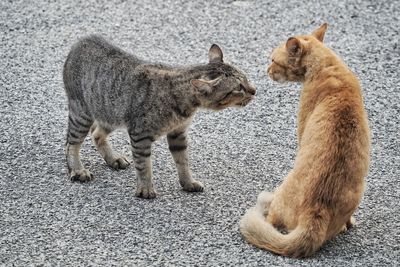View of two cats on road
