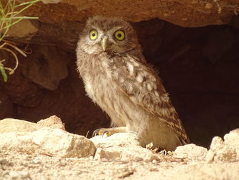 Close-up portrait of owl on rock