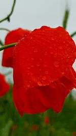 Close-up of wet red flowering plant