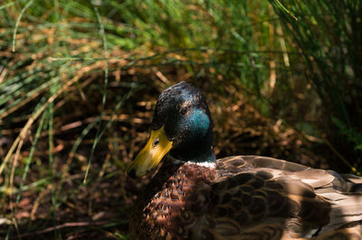 Male mallard duck in forest